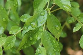 Fresh Leaves