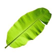 Banana Leaf