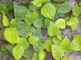 Betel Leaf